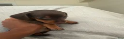 Miniature Dachshund dogs for sale: Stunning Miniature Dachshunds  - Advert 8