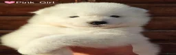 Samoyed dogs for sale: Exceptional pedigree puppies. - Advert 5