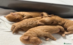 Cavapoo dogs for sale: Premium F1B Toy Red Cavapoo - 2 LEFT - Image 10
