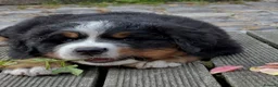 Bernese Mountain Dog dogs for sale: Bernese mountain pups  - Advert 7