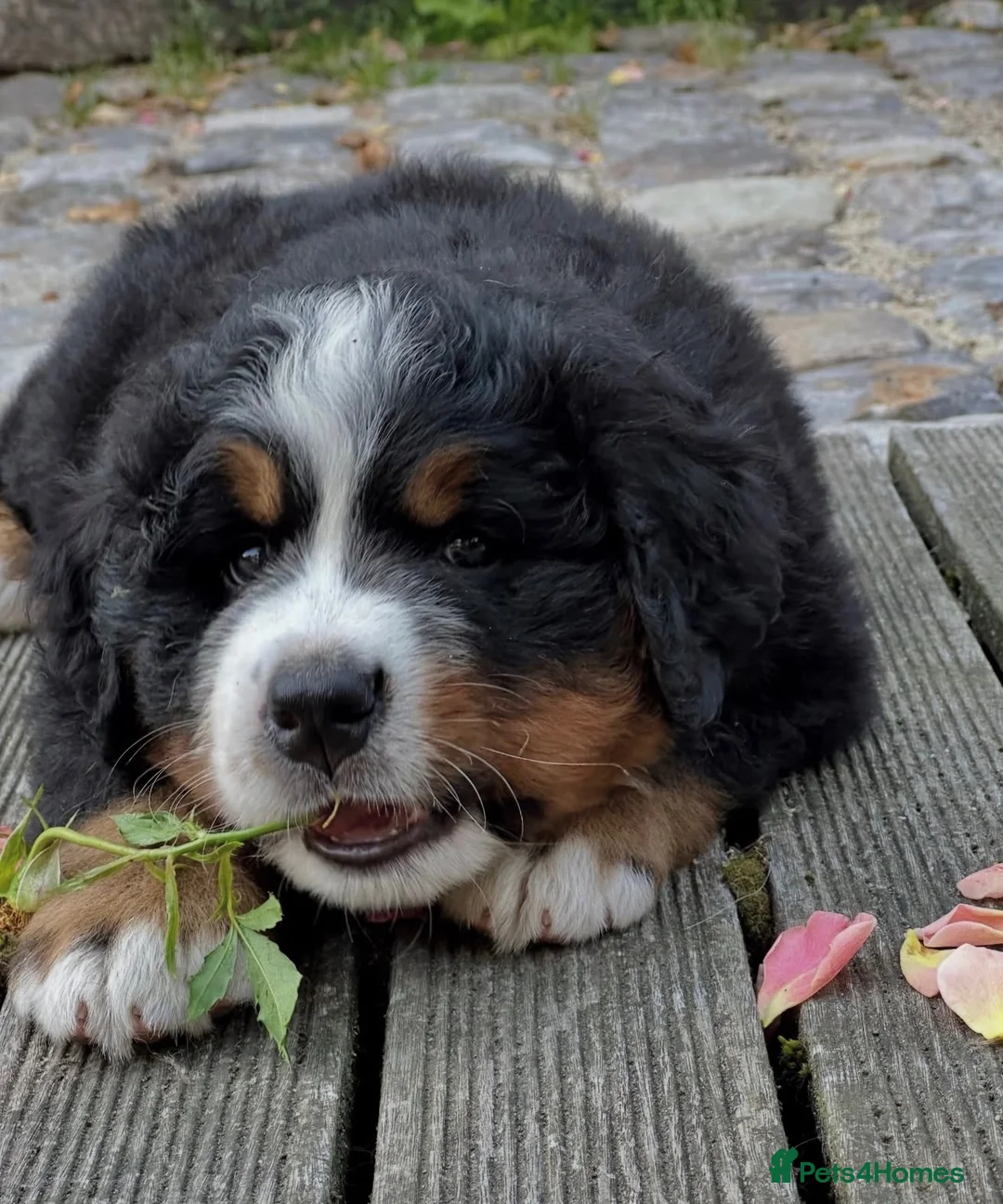 Bernese Mountain Dog dogs for sale: Bernese mountain pups  - Advert 7