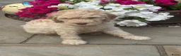 Mixed Breed dogs for sale: Stunning labradoodle puppies in Kettering - Advert 20