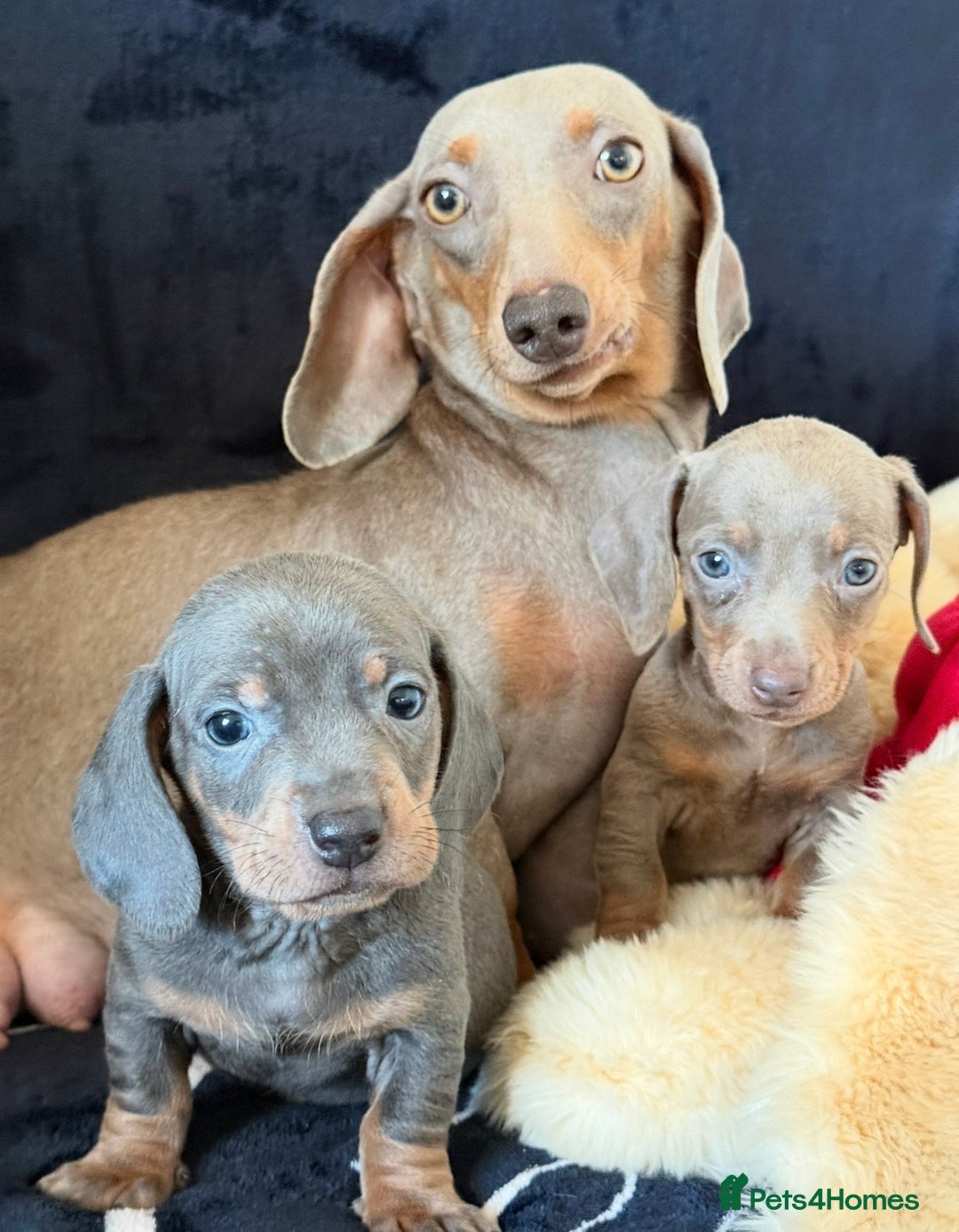 Miniature Dachshund dogs for sale: Beautiful Dachshund Puppies (Males) - Advert 11