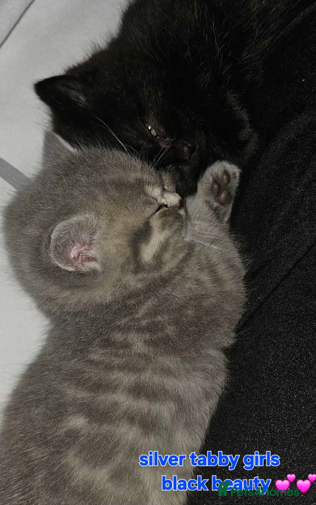 British Shorthair cats for sale: Stunning shorthairs  - Advert 5