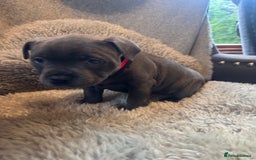 Staffordshire Bull Terrier dogs for sale: High Quality Blue & Black Staffy Puppies - Image 12