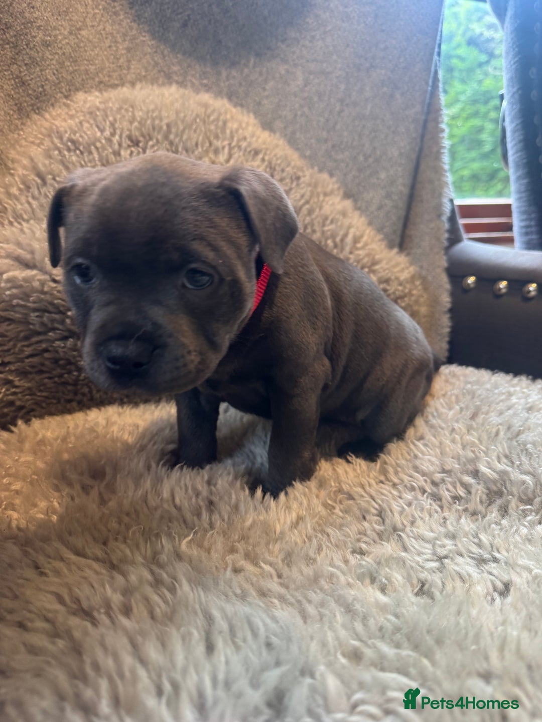 Staffordshire Bull Terrier dogs for sale: High Quality Blue & Black Staffy Puppies - Image 12