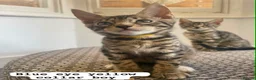 Mixed Breed cats for sale: Beautiful Bengal x Maine coone kittens  - Advert 5
