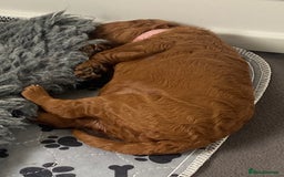 Labradoodle dogs for sale: Stunning red miniature labradoodle puppies - Image 8