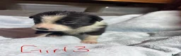 Border Collie dogs for sale: Border Collie Pups - 5 Girl & 5 Boys in Neath - Advert 9