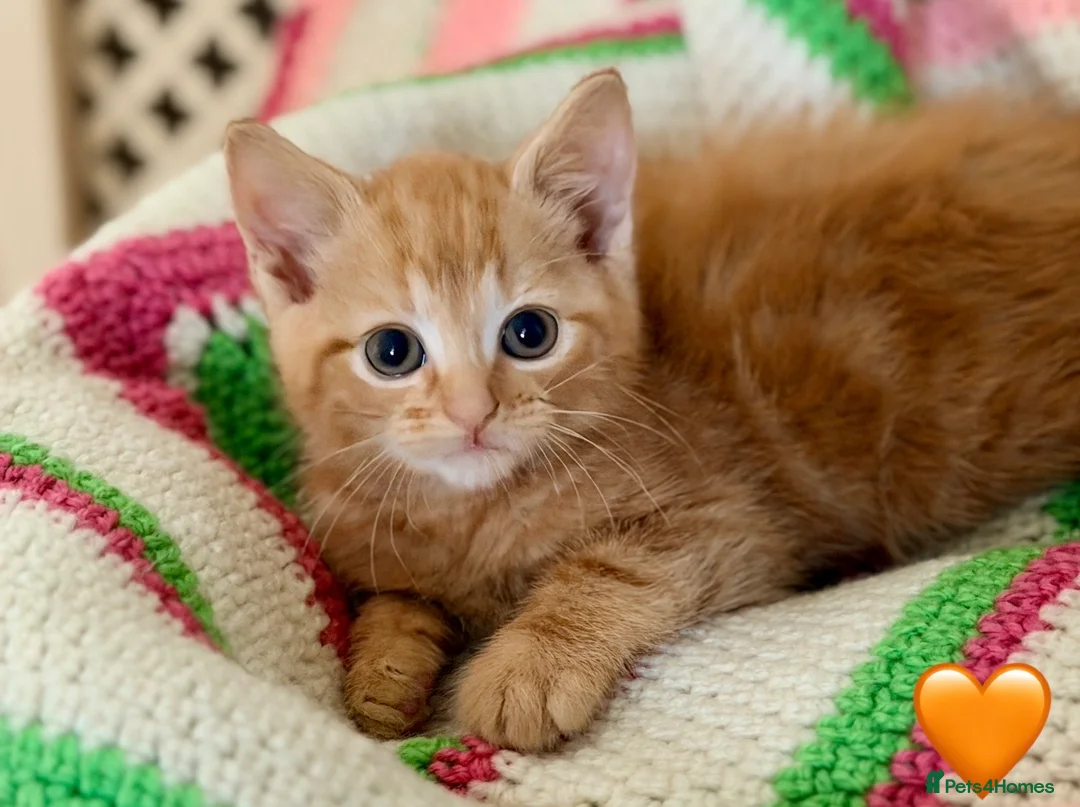 Mixed Breed cats for sale: 💖 MAINE COON X RAGDOLL *PARENTS HEALTH TESTED* 💖 - Advert 27