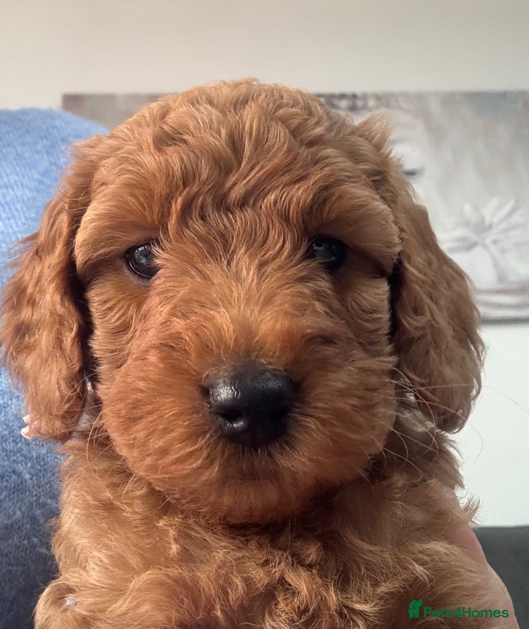 Cockapoo dogs COCKAPOO PUPPIES - Advert 7