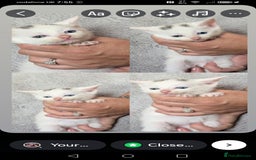 Mixed Breed cats for sale: Odd eye white microchipped female kitten  - Image 9