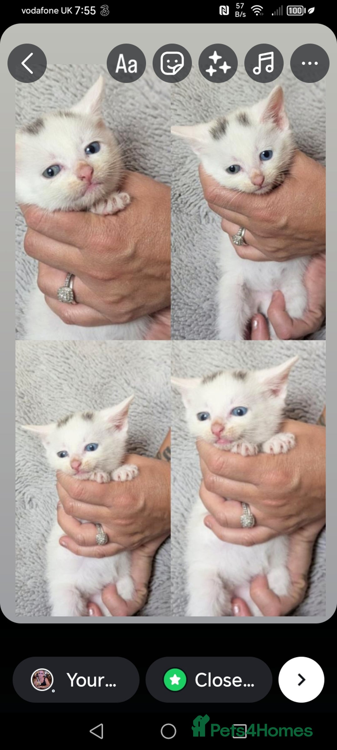 Mixed Breed cats for sale: Odd eye white microchipped female kitten  - Image 9