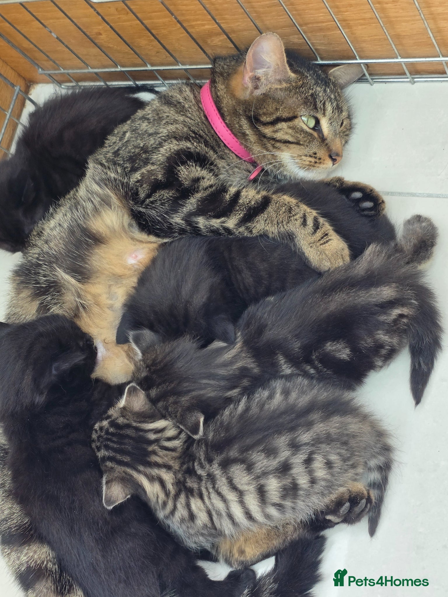 Mixed Breed cats Kittens - Advert 1