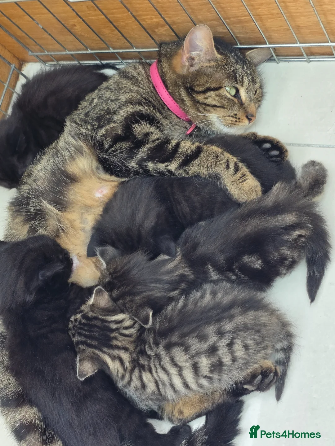 Mixed Breed cats for sale: Kittens in Upminster - Advert 1