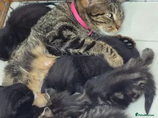 Mixed Breed cats Kittens - Advert 1