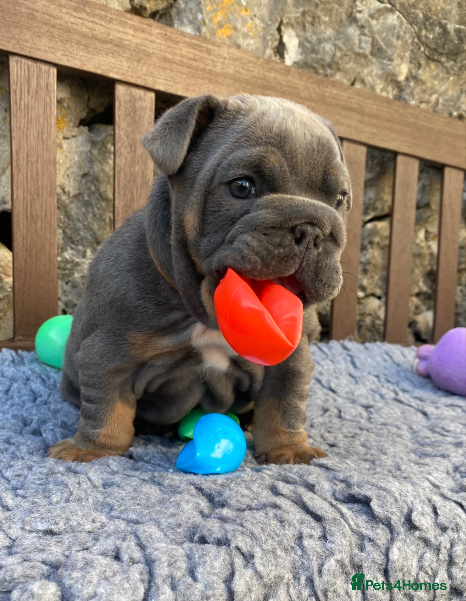 English Bulldog dogs 1 boy and 1 girl left ❤️💙 - Advert 1