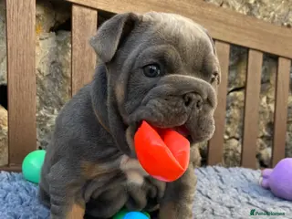 English Bulldog dogs 1 boy and 1 girl left ❤️💙 - Advert 1