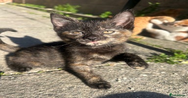Mixed Breed cats - Advert 5