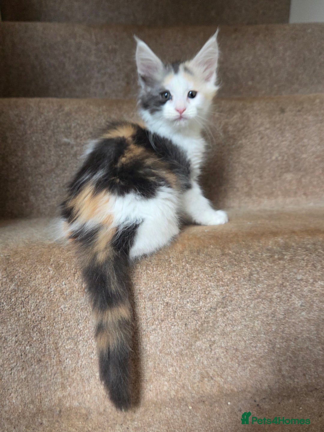 Maine Coon cats for sale: Variety of Maine coon kittens - Image 36
