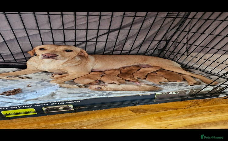 Labrador Retriever dogs - Advert 2