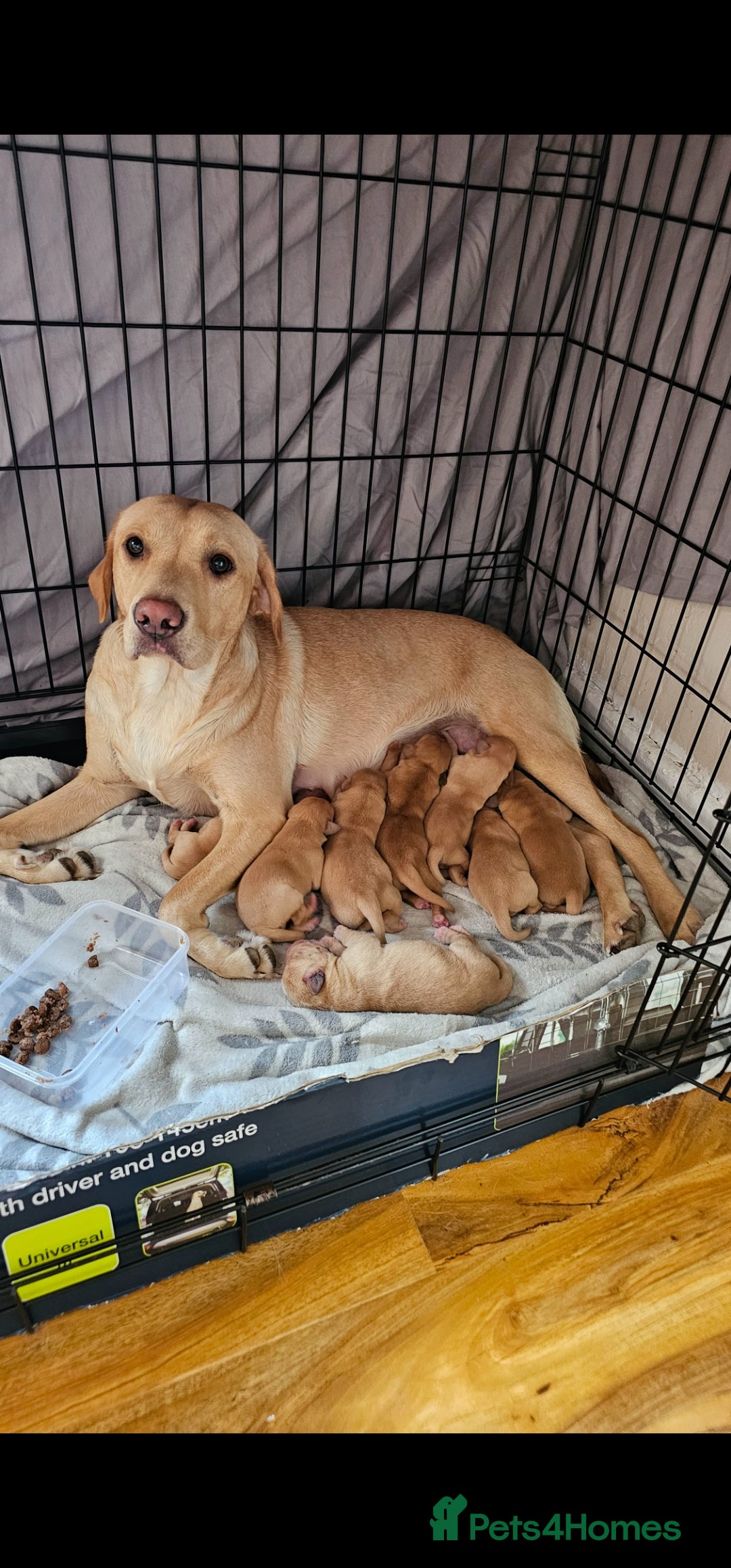 Labrador Retriever dogs for sale: 8 beautiful labrador puppies  - Image 1