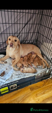 Labrador Retriever dogs - Advert 3