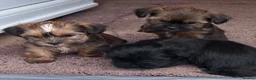 Shorkie dogs for sale: Yorkie/Shih Tzu  - Advert 7