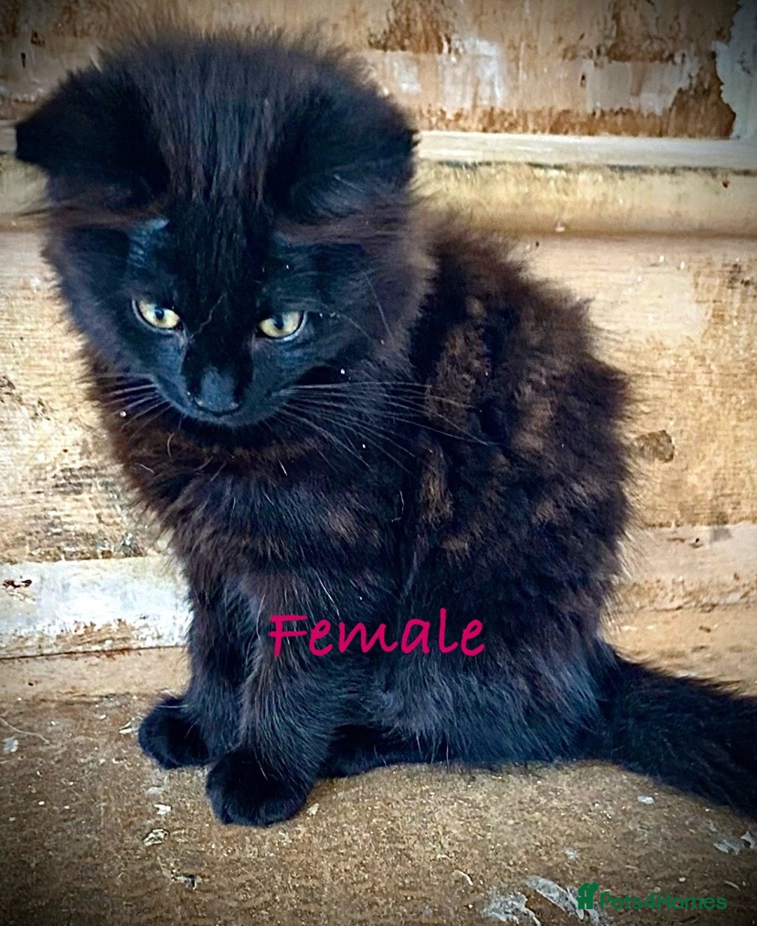 Mixed Breed cats for sale: FEMALE LONG HAIR RAGDOLL X KITTEN - READY NOW £90 - Image 8