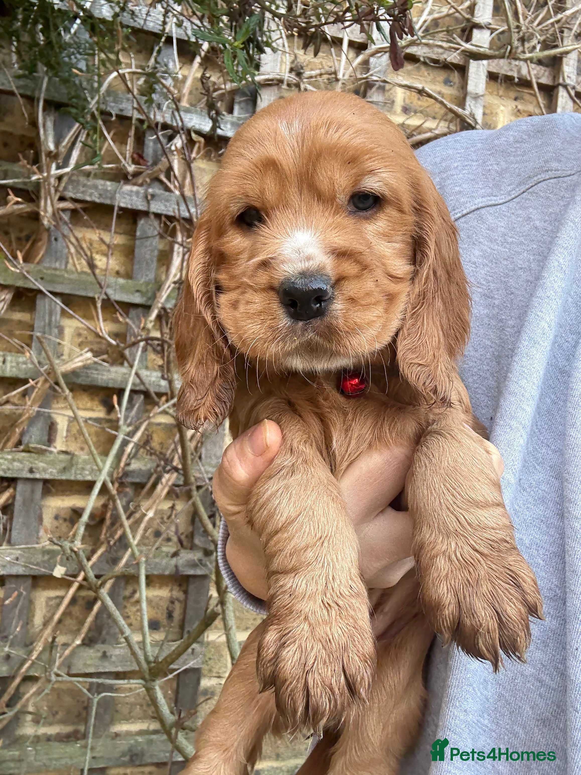 Cocker Spaniel dogs Beautiful Gold English cocker spaniels  - Advert 1