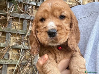 Cocker Spaniel dogs Beautiful Gold English cocker spaniels - Advert 6