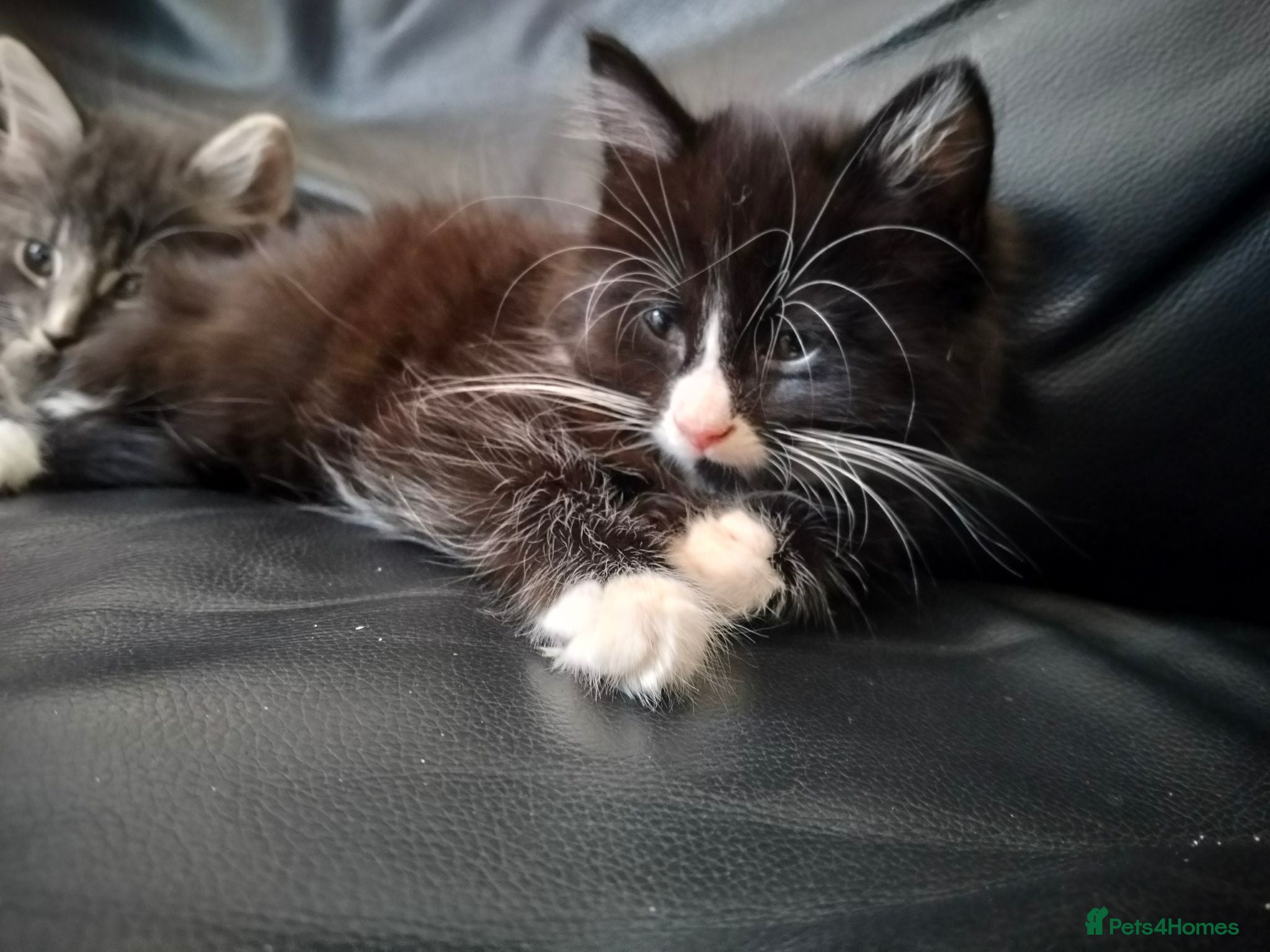 Mixed Breed cats Kitten Girl  - Advert 1