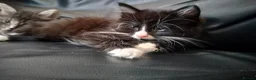 Mixed Breed cats for sale: Kitten Girl  - Advert 1