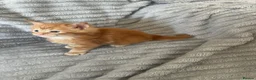 Maine Coon cats for sale: Beautiful Maine coon kittens - Advert 6