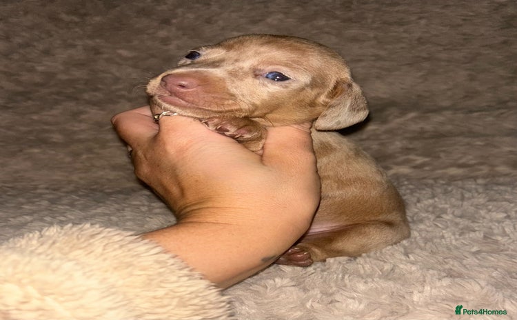 Miniature Dachshund dogs - Advert 3