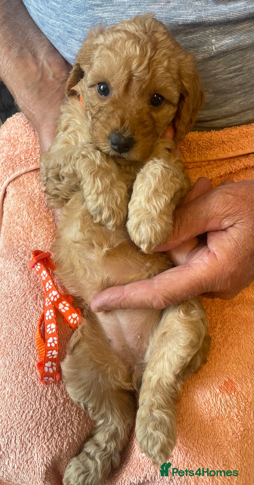 Cavapoo dogs for sale: Quality cavapoo puppies  - Image 1