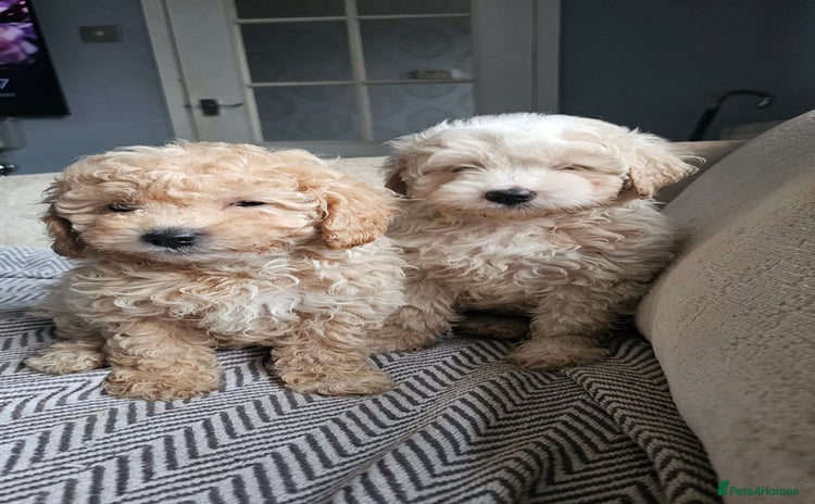 Mixed Breed dogs - Advert 3