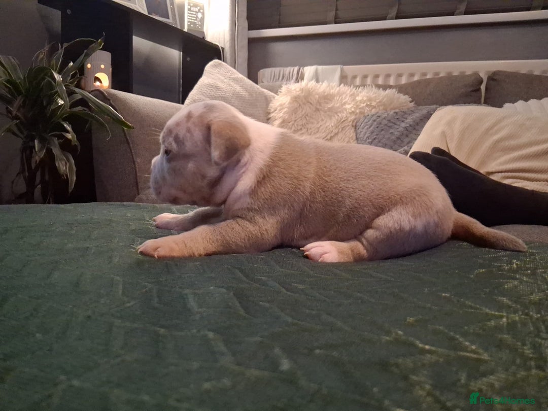 American Bully dogs for sale: LAST GIRL LEFT READY NOW ABKC REG - Advert 8