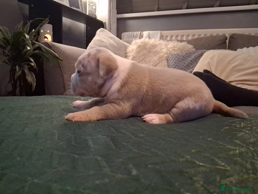 American Bully dogs for sale: LAST GIRL LEFT READY NOW ABKC REG - Advert 8