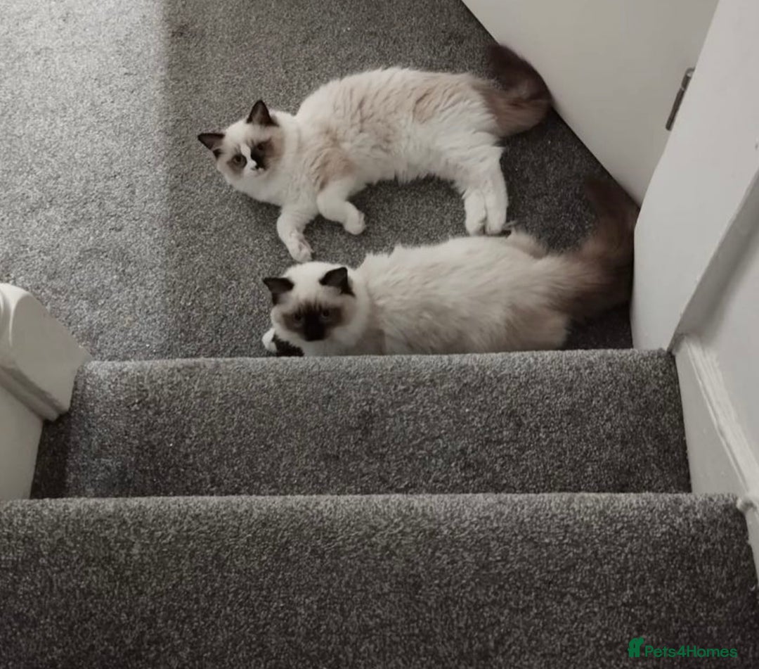 Ragdoll cats for sale: 🎀Beautiful Ragdoll kittens (Tica reg)🎀 - Advert 5