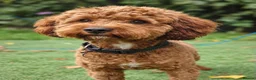 Cavapoo dogs for stud: F1 Toy cavapoo stud-extensively health tested - Advert 2