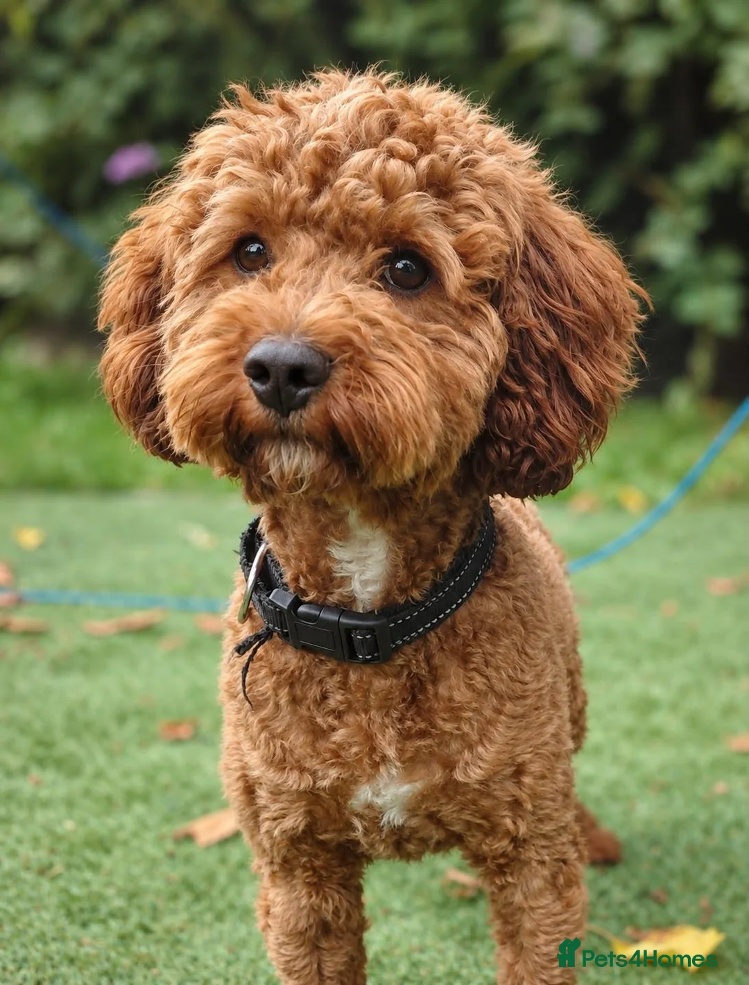 Cavapoo dogs for stud: F1 Toy cavapoo stud-extensively health tested - Advert 2