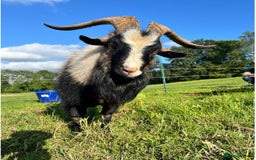 Goats livestock for sale: 3 Old English Billy Goats - very low maintenance - Image 4