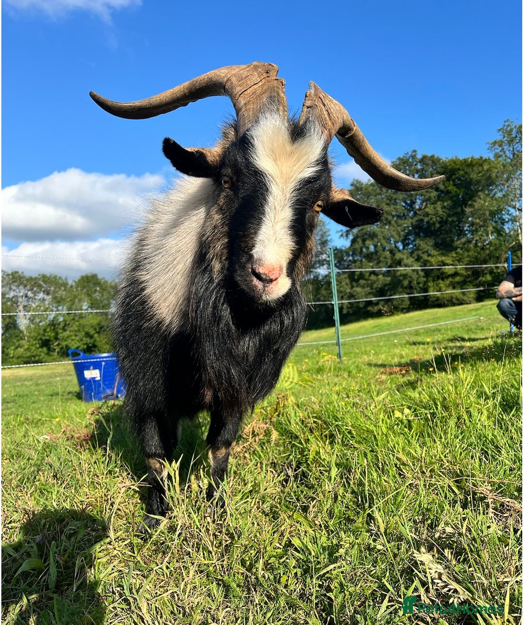 Goats livestock for sale: 3 Old English Billy Goats - very low maintenance - Image 4