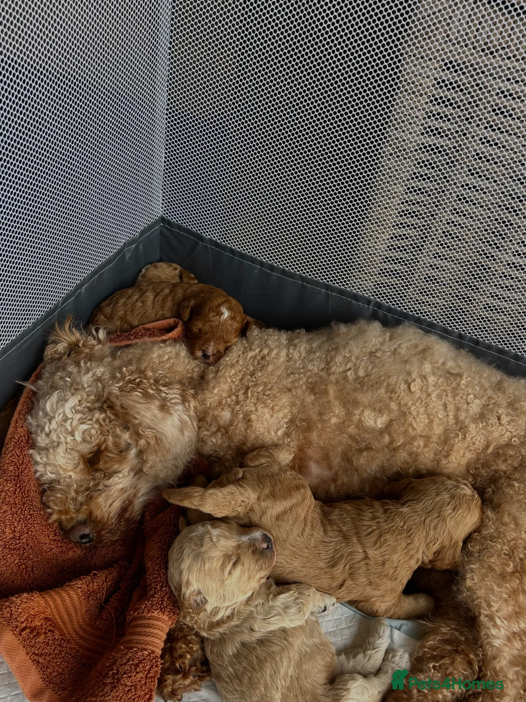 Mixed Breed dogs for sale: The most beautiful Cavapoochon Puppies - Advert 9