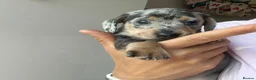 Miniature Dachshund dogs for sale: KC Registered miniature dachshund puppies  - Advert 4