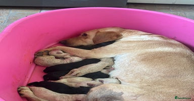 Labradoodle dogs f1 labradoodles  - Advert 12