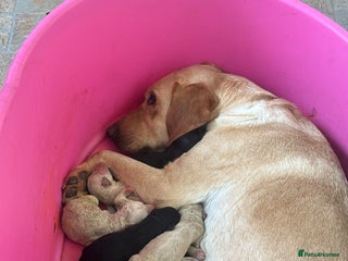 Labradoodle dogs - Advert 1