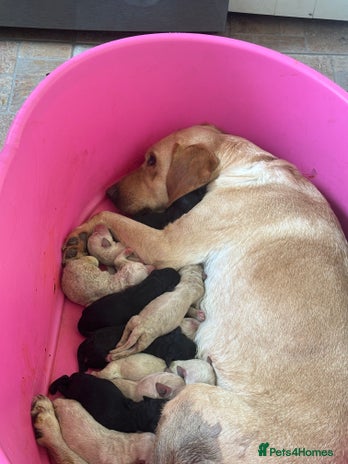 Labradoodle dogs - Advert 1