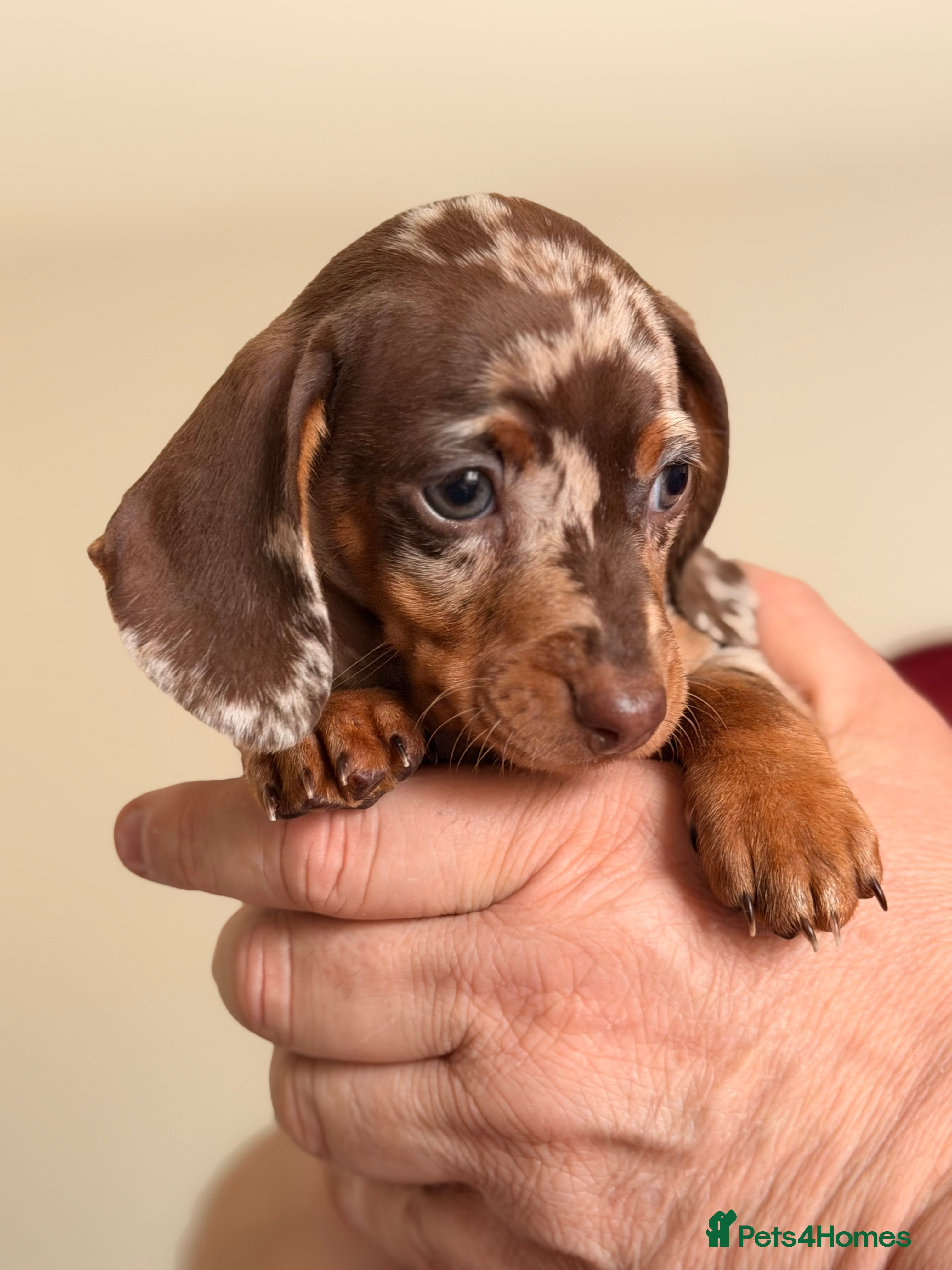 Miniature Dachshund dogs KC REG CHOCOLATE DAPPLE GIRL *READY NOW* - Advert 17